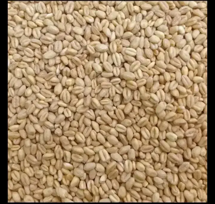 فروش ۲۰ تن گندم پیشگام  حیدری  میهن|عمدهفروشی|کیار, |دیوار