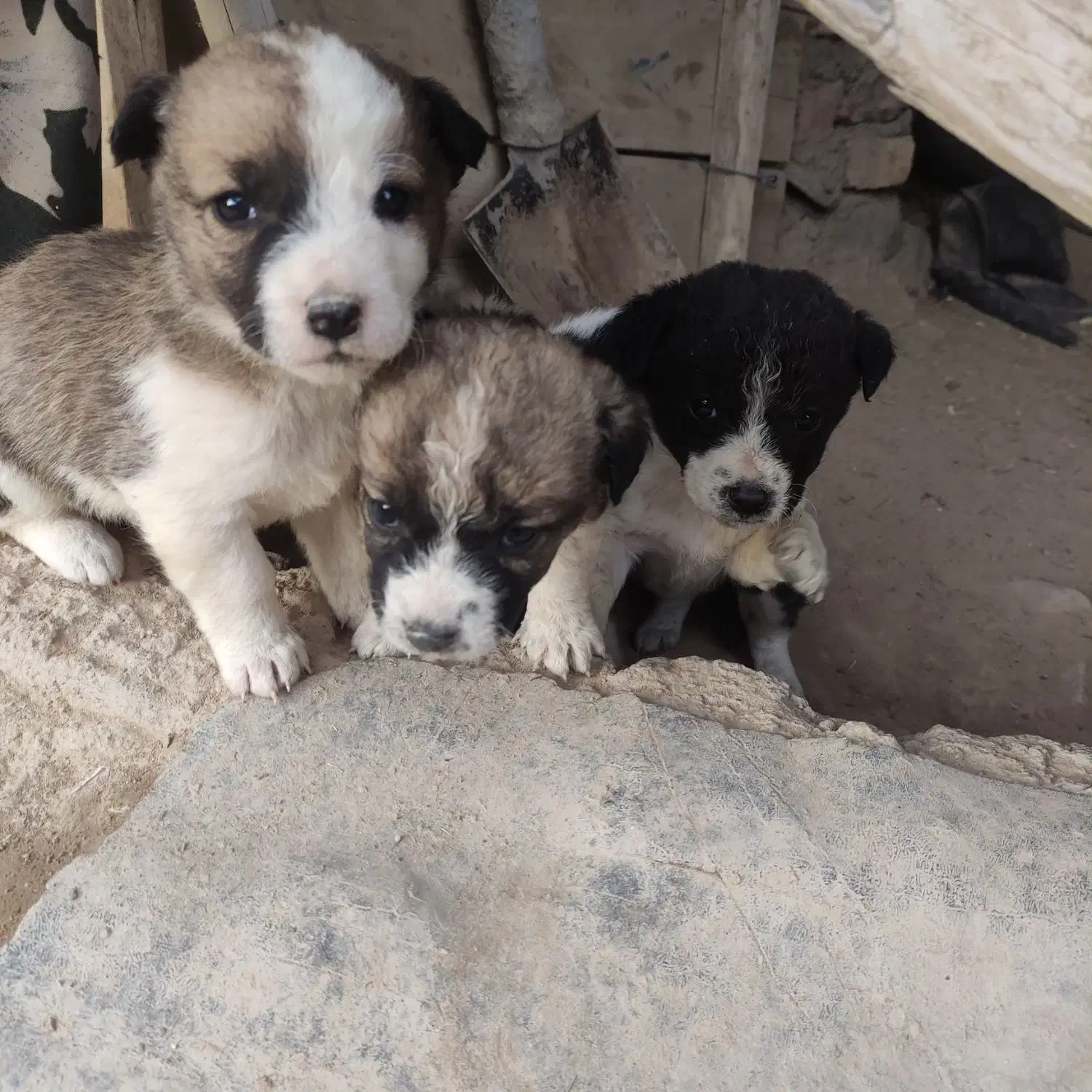 پاکوتاه|سگ|نیشابور, ماروسک|دیوار