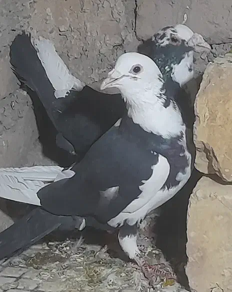 یک جفت مینا سیاه|پرنده|تربتحیدریه, بالا ولایت|دیوار