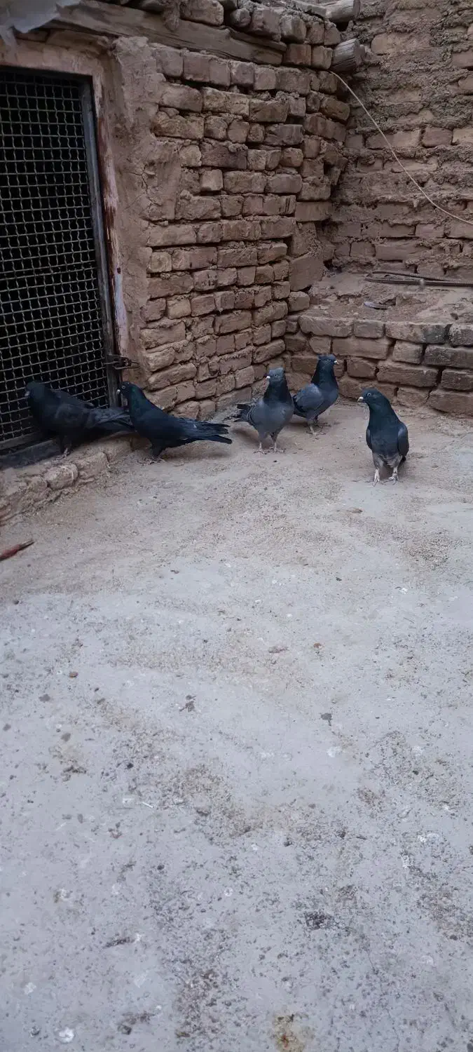 کبوتر پر|پرنده|فرخشهر, |دیوار