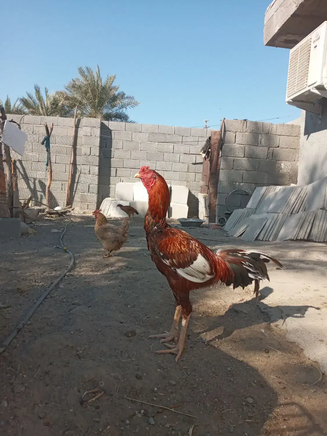 سلام یک عدد خروس درجه یک برای فروش|حیوانات مزرعه|میناب, |دیوار