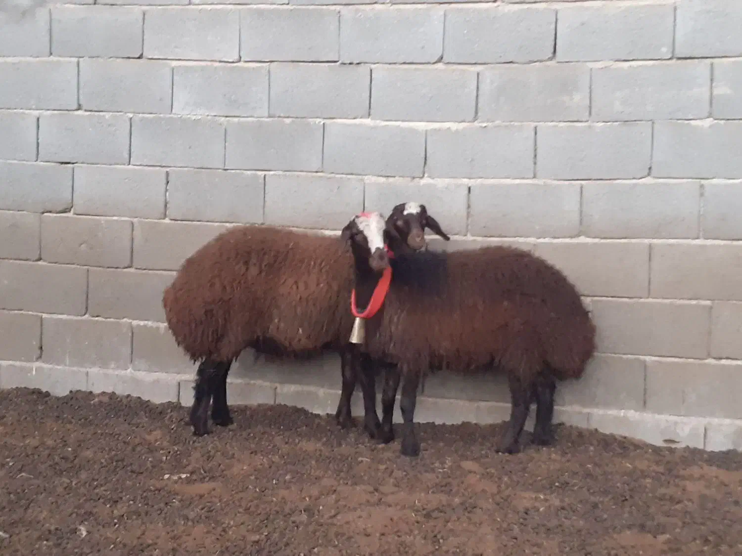 قوچ،بره ماده،میش،بز|حیوانات مزرعه|مبارکه, |دیوار