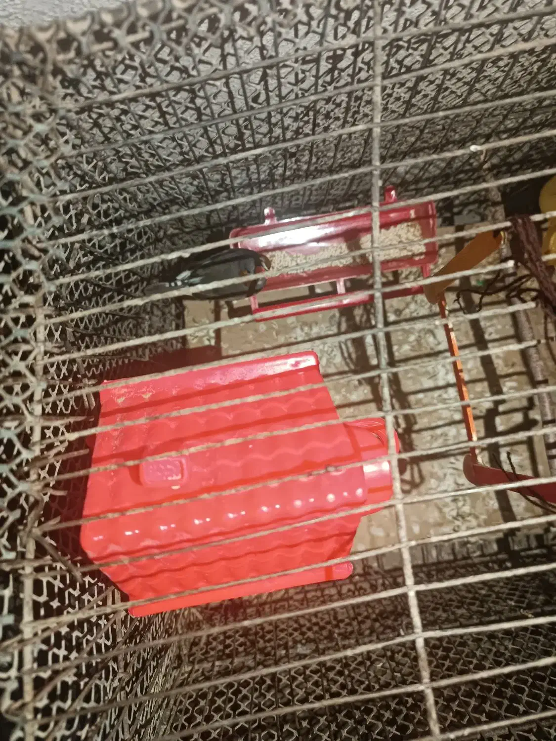 فنچ و کبوتر  باغی|پرنده|زاهدان, |دیوار