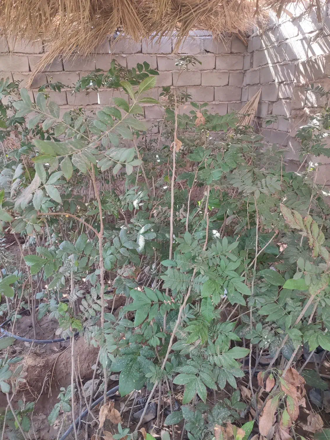 نهال گردو پکان عمده|عمده‌فروشی|کازرون, |دیوار