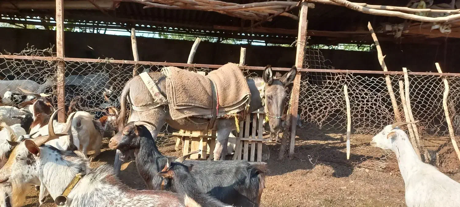 الاغ فروشی گوسفندی|حیوانات مزرعه|گرگان, |دیوار