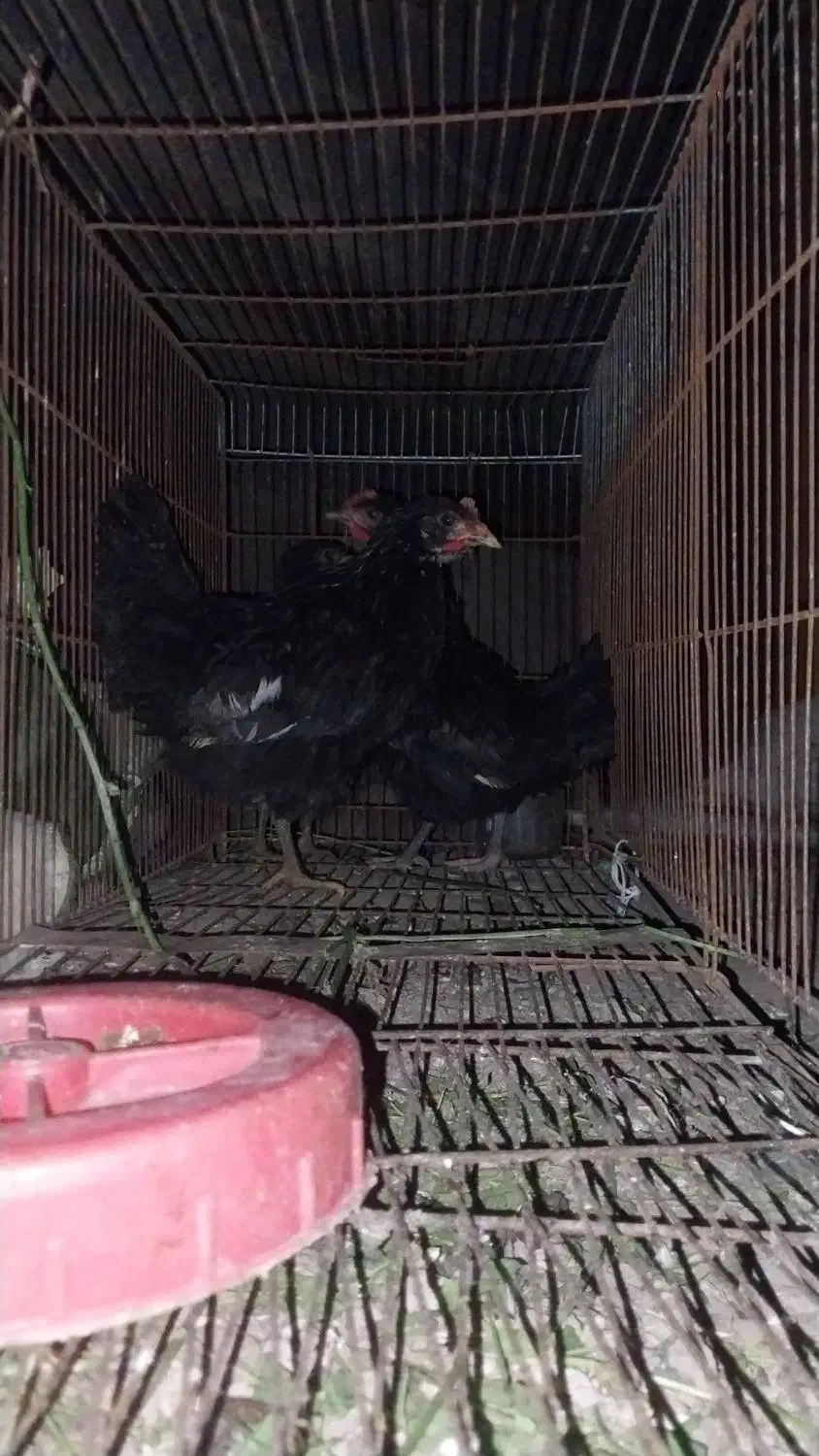 سه عدد جوجه مینیاتوری|حیوانات مزرعه|پارسآباد, |دیوار