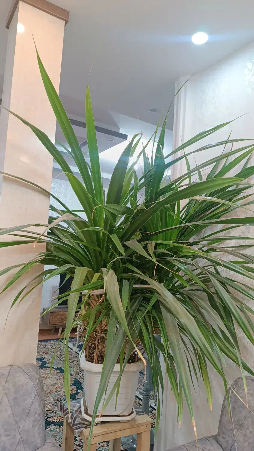 گل پاندانوس|گل و گیاه طبیعی|خمینیشهر, |دیوار