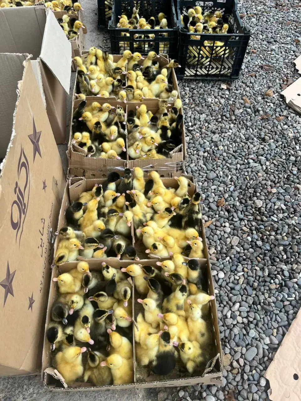 جوجه اردک ارزان شد در فروشگاه اردک فارم|حیوانات مزرعه|سنگر, |دیوار