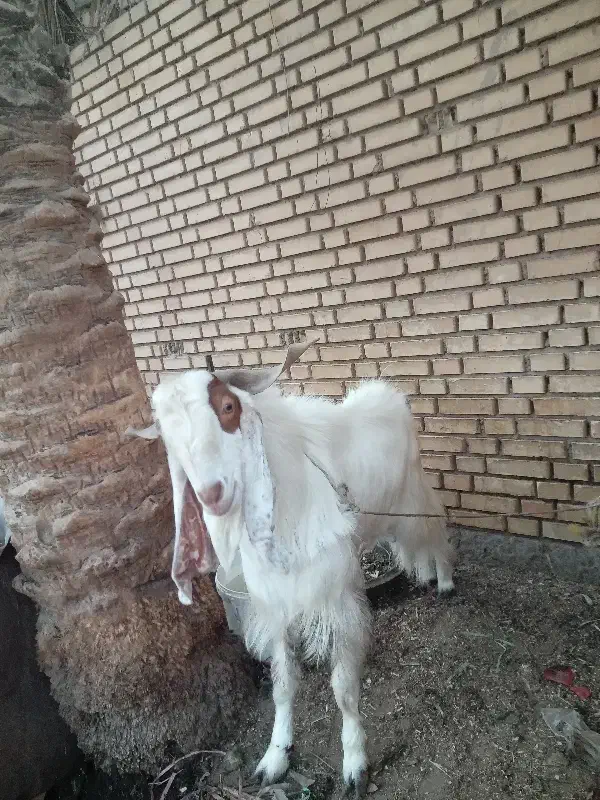 بزنیدی نر|حیوانات مزرعه|خرمشهر, |دیوار