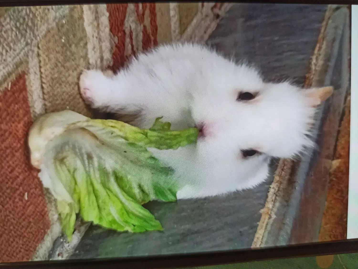 گمشده|حیوانات|سنندج, |دیوار