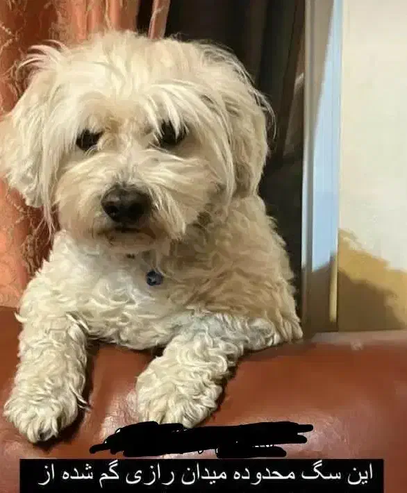 گمشده|حیوانات|تهران, امیریه|دیوار