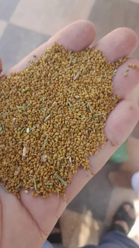 تخم یونجه|عمده‌فروشی|کهنوج, |دیوار