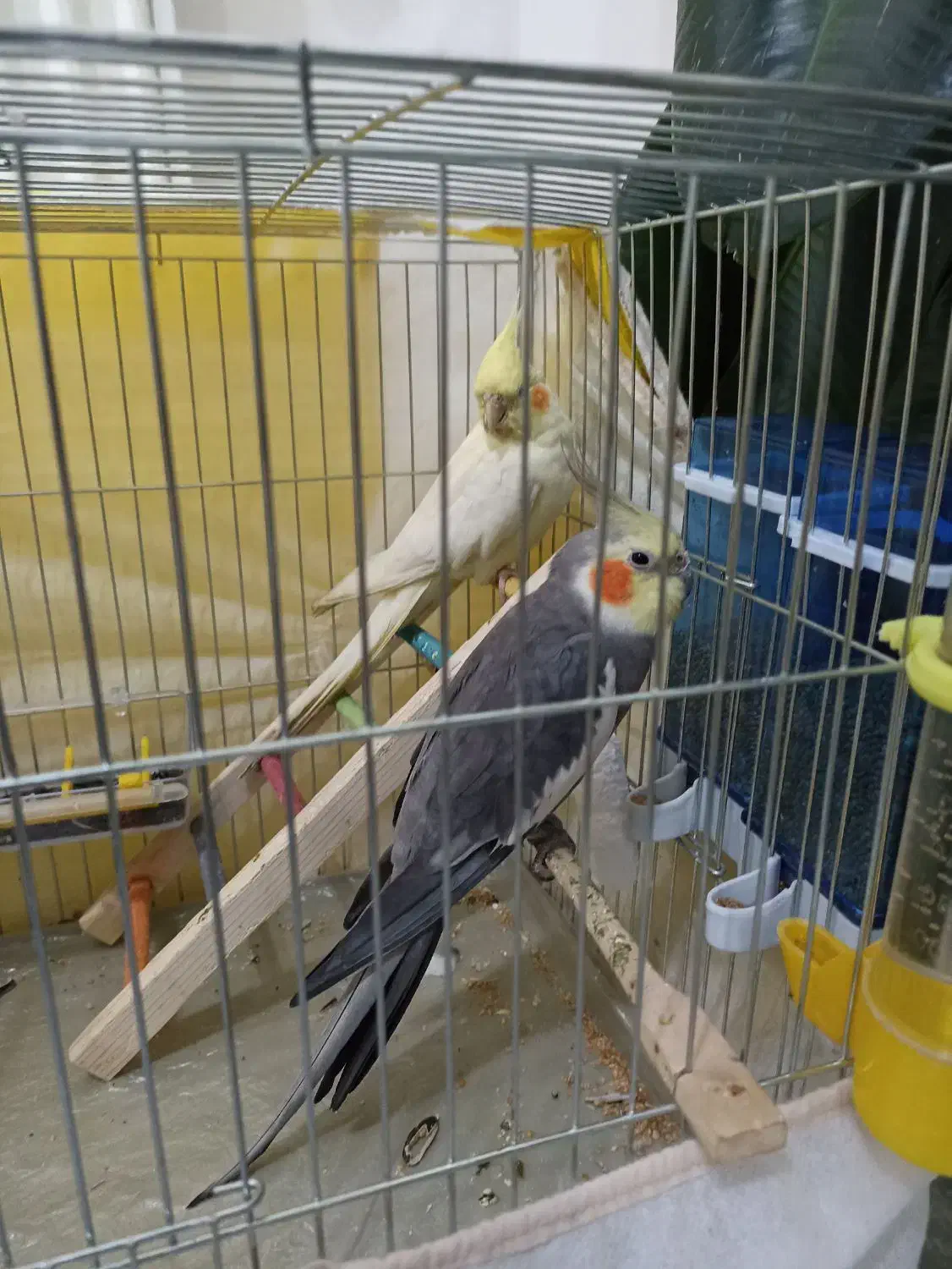 عروس هلندی|پرنده|پیرانشهر, |دیوار