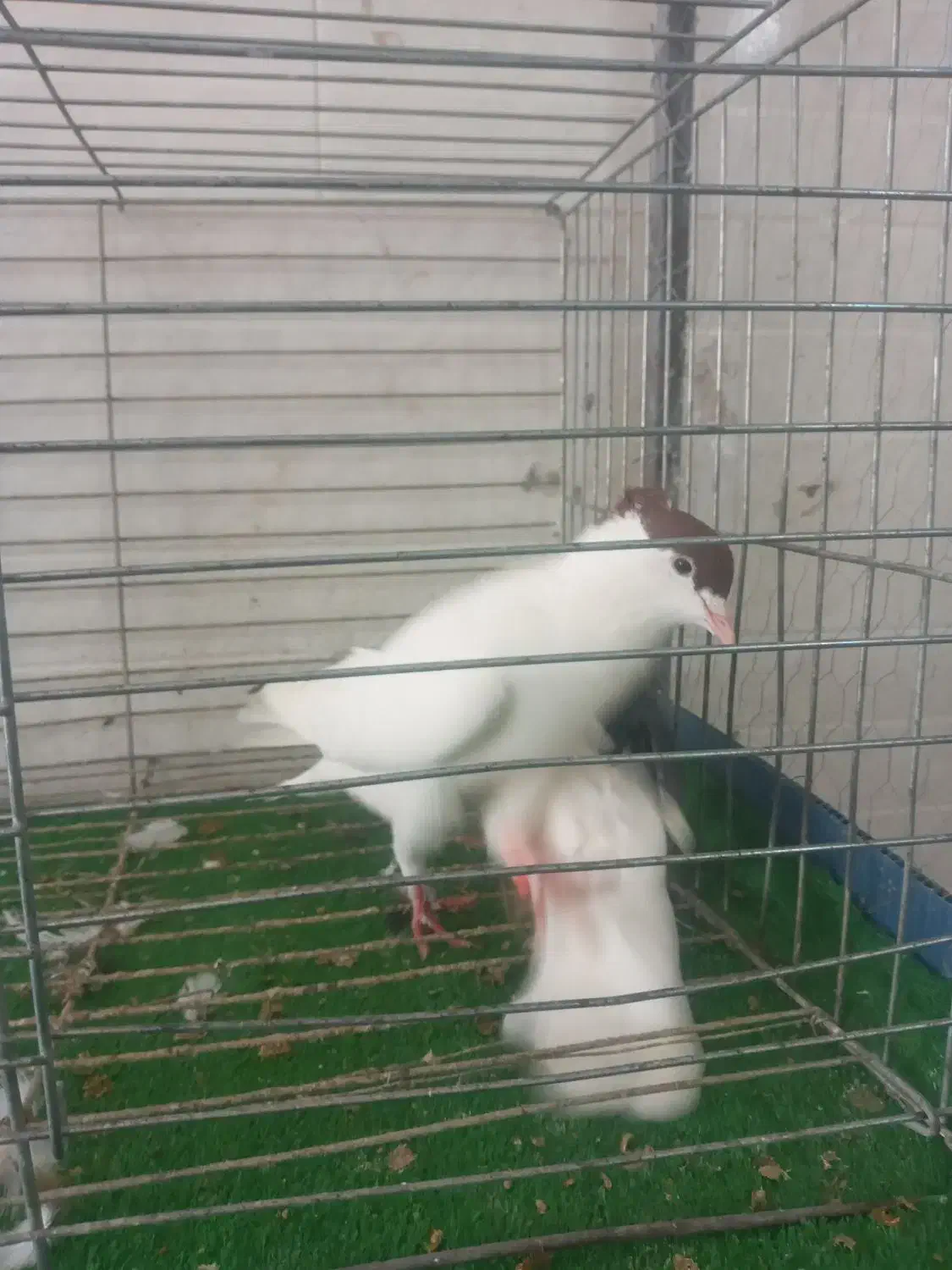 کبوتر|پرنده|اندیمشک, |دیوار