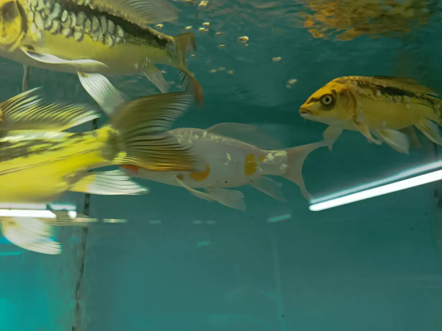 آکواریوم،لوازم جانبی و انواع ماهی‌های زینتی|ماهی|گنبد کاووس, |دیوار