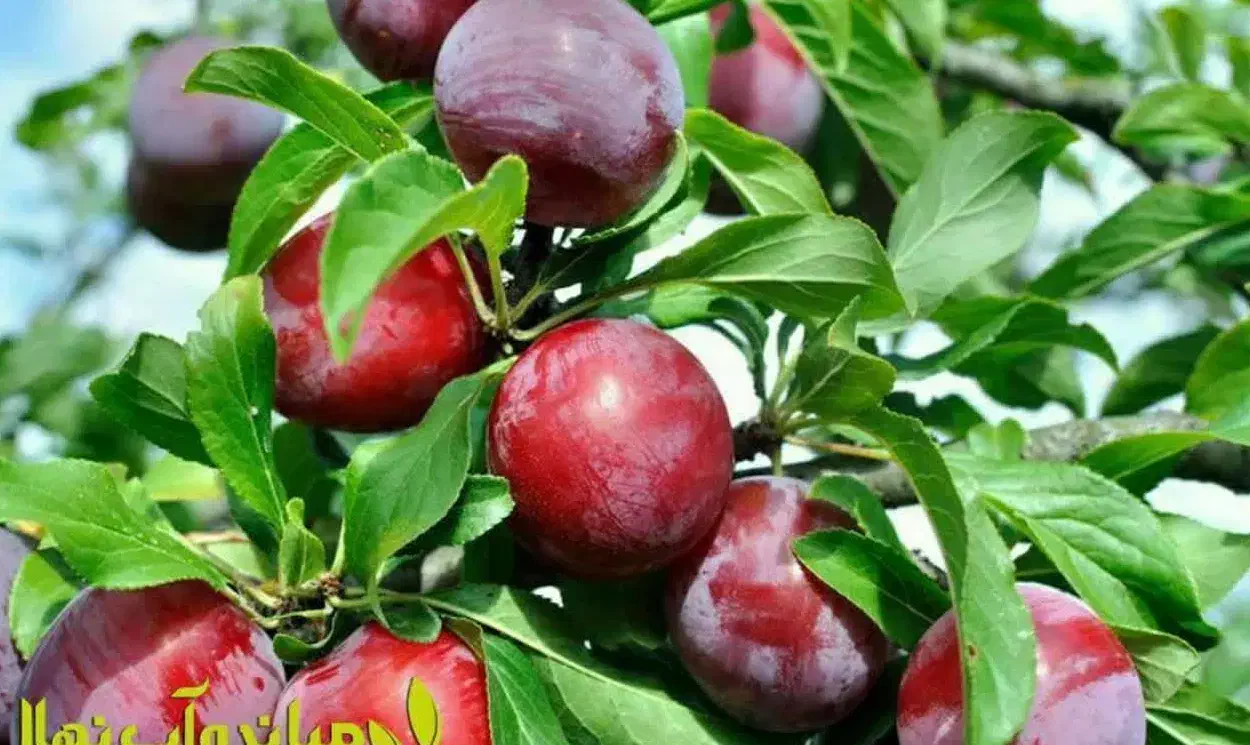 پیش فروش نهال آلو شابلون اختری|خدمات باغبانی و درختکاری|دوگنبدان, |دیوار