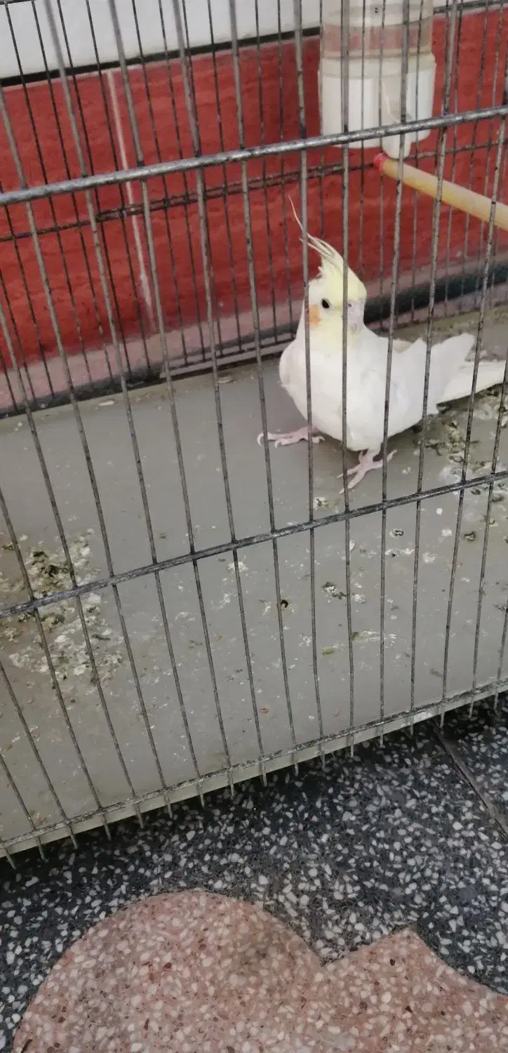 عروس هلندی ماده لوتینو|پرنده|لار, |دیوار