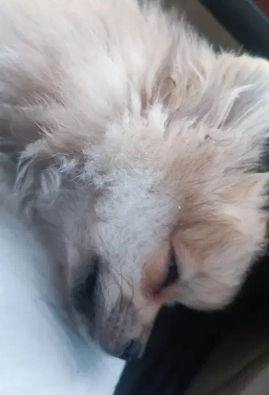 پامر عروسکی|سگ|بهارستان, |دیوار