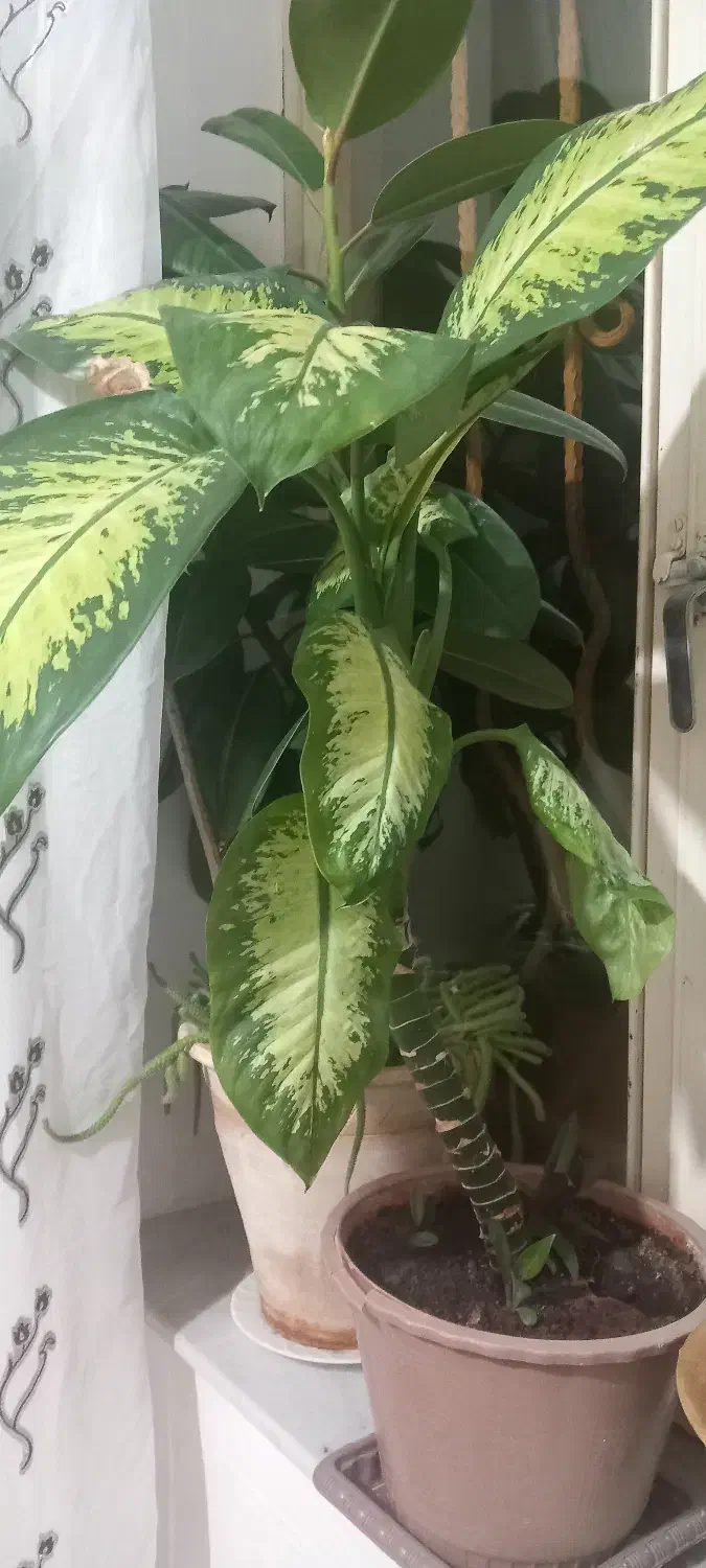 گلهای خوب|گل و گیاه طبیعی|مراغه, |دیوار