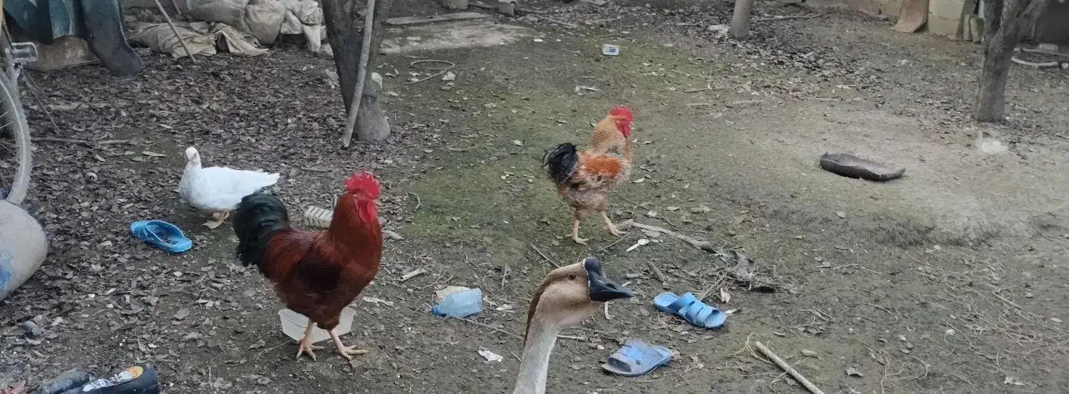 حیوانات مزرعه|حیوانات مزرعه|قائم‌شهر, |دیوار