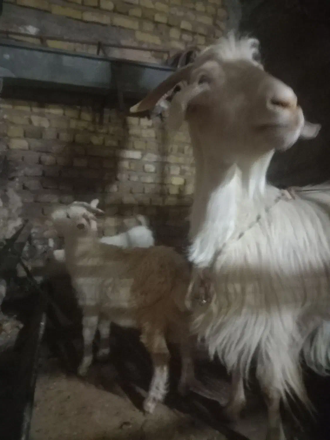 بزوبزغاله سانن|حیوانات مزرعه|تربت‌حیدریه, کلاته توکلی|دیوار