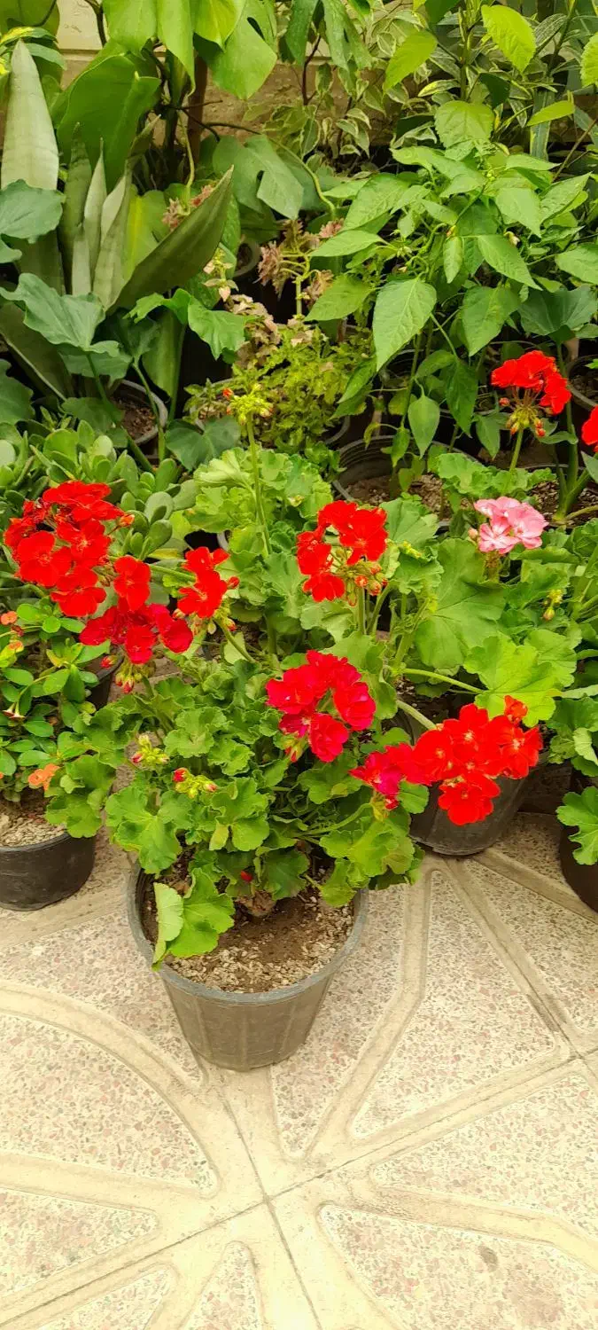 گل آپارتمانی میخک پر پشت بادوام لطفا ورق بزنید|گل و گیاه طبیعی|تبریز, |دیوار