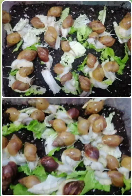 فروش حلزون|خزنده|مبارکه, |دیوار