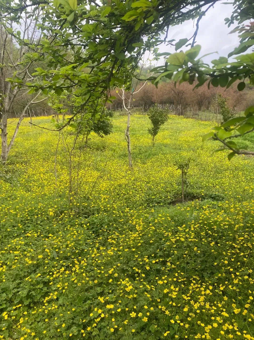 کلبه سویئسی در ماسال|اجارهٔ کوتاه‌مدت آپارتمان و سوئیت|ماسال, |دیوار