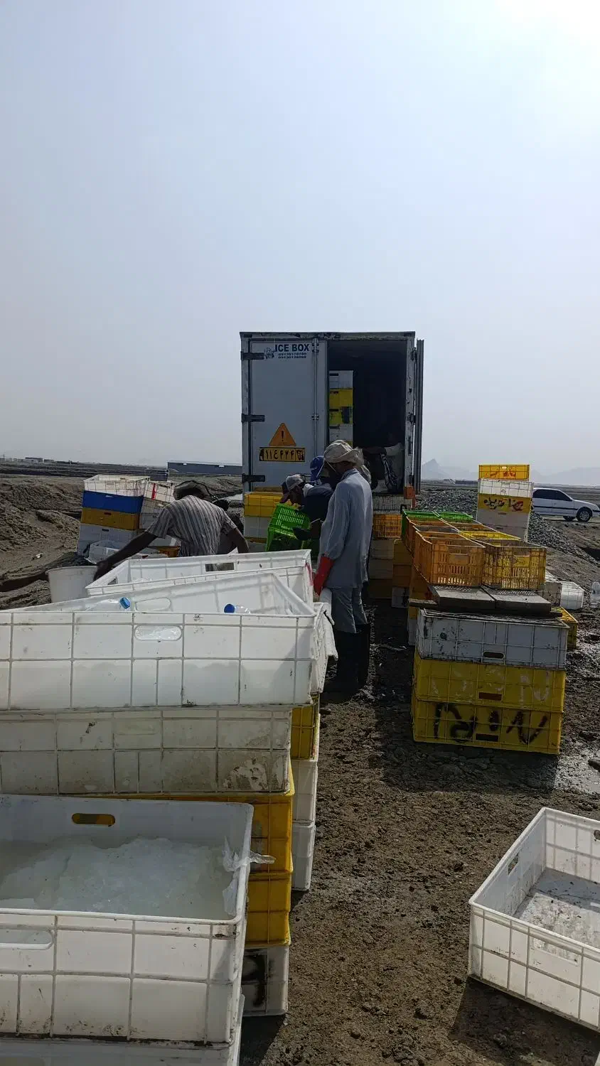 کار در پرورش میگو|استخدام صنعتی، فنی، مهندسی|جاسک, |دیوار