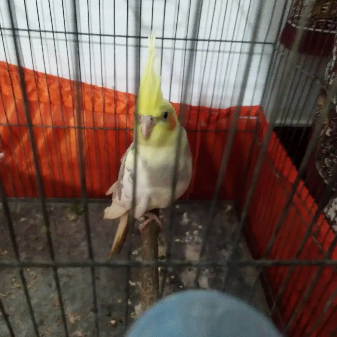 عروس هلندی|پرنده|پیشوا, |دیوار