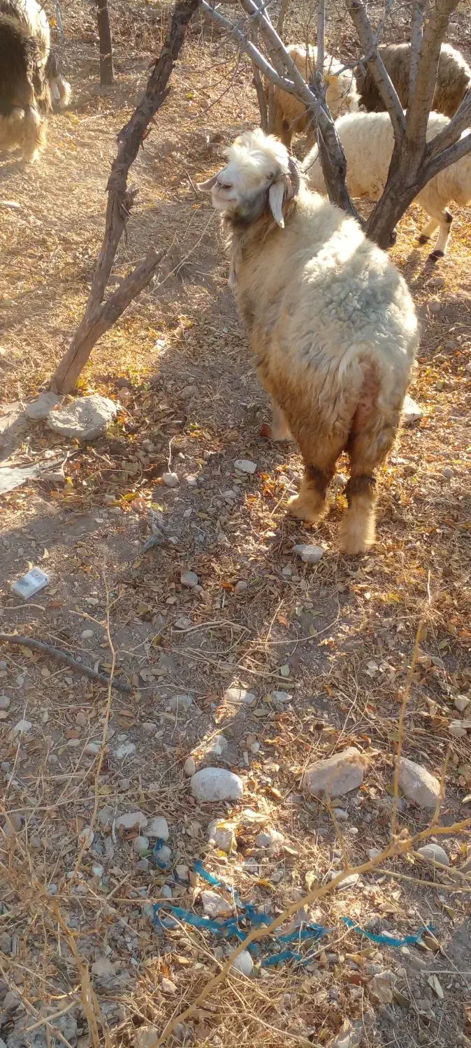 میش داشتی(بز بره قوچ)|حیوانات مزرعه|کوهرنگ, |دیوار