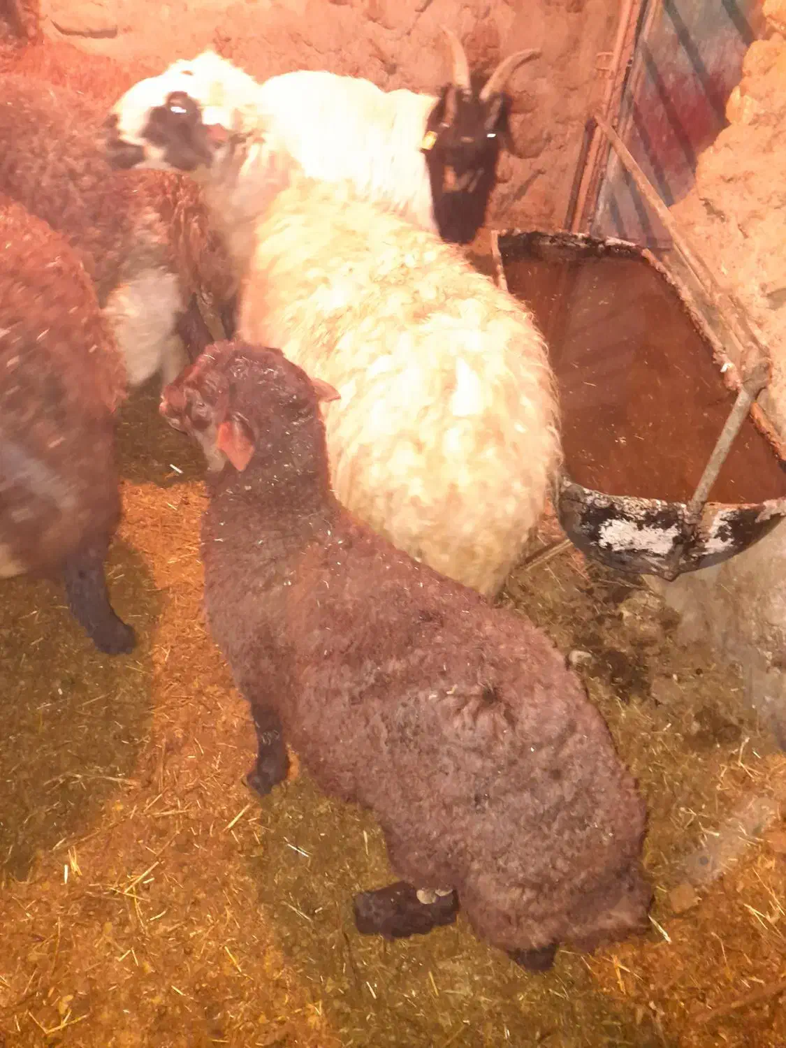 دو راس میش افشاری زاییده جوان|حیوانات مزرعه|شیدا, |دیوار