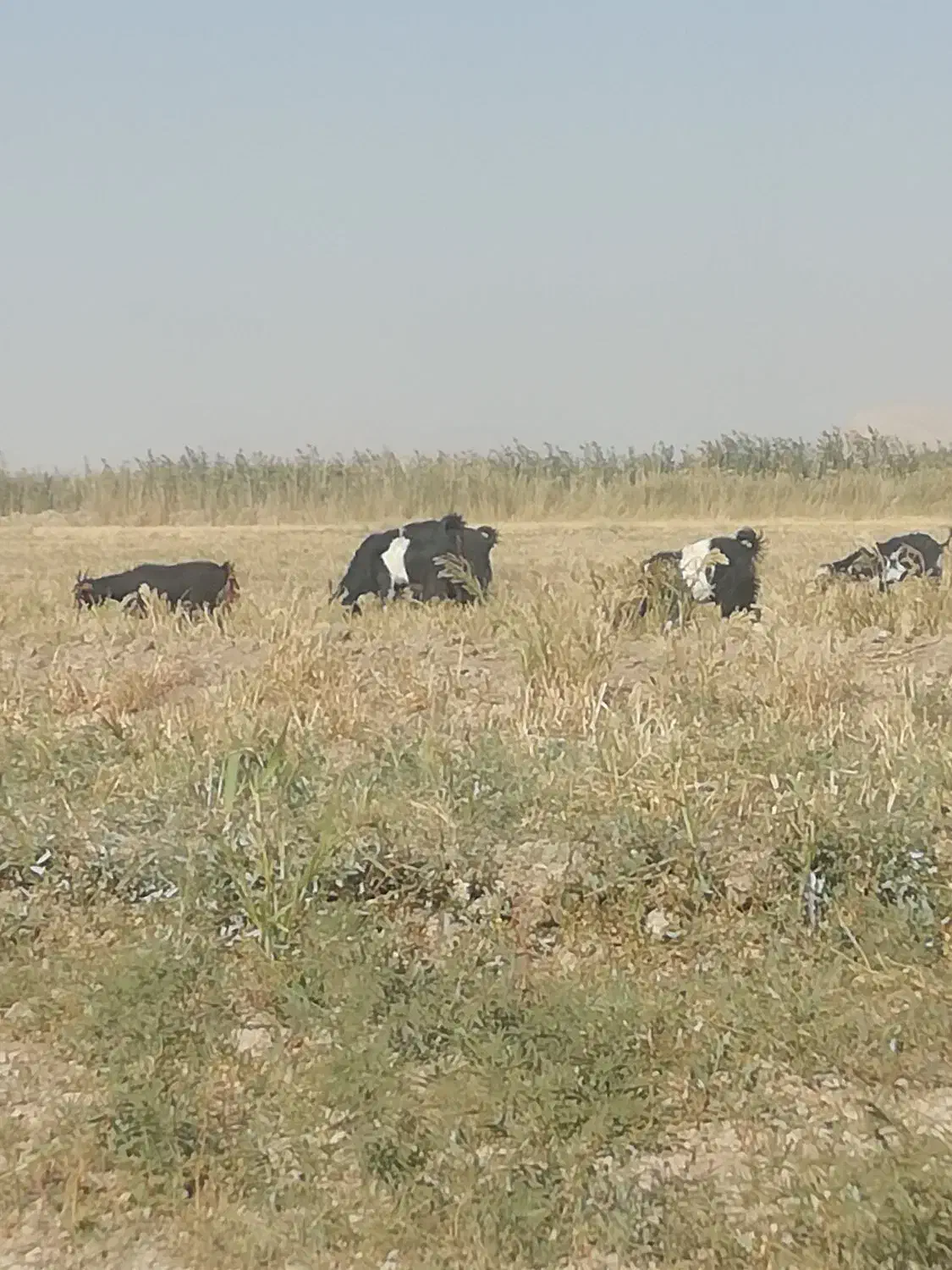 کولار|حیوانات مزرعه|مرودشت, دولت آباد|دیوار