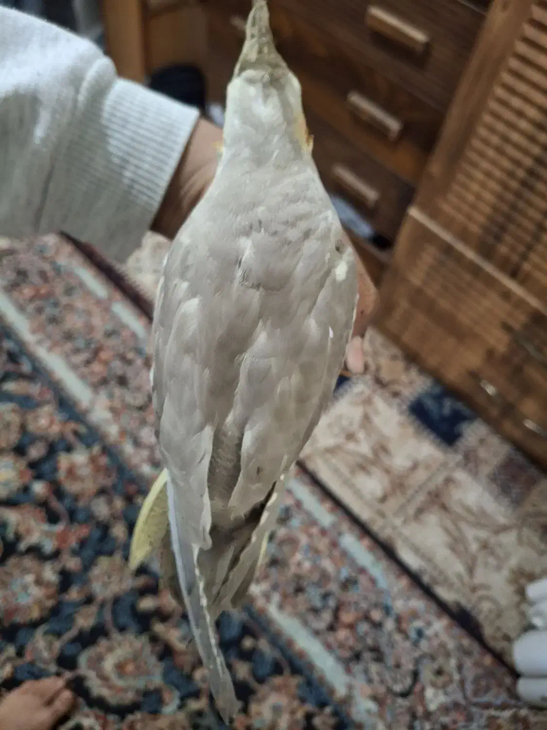 عروس هلندی زیبا نژاد سینامون|پرنده|شیراز, دست خضر|دیوار