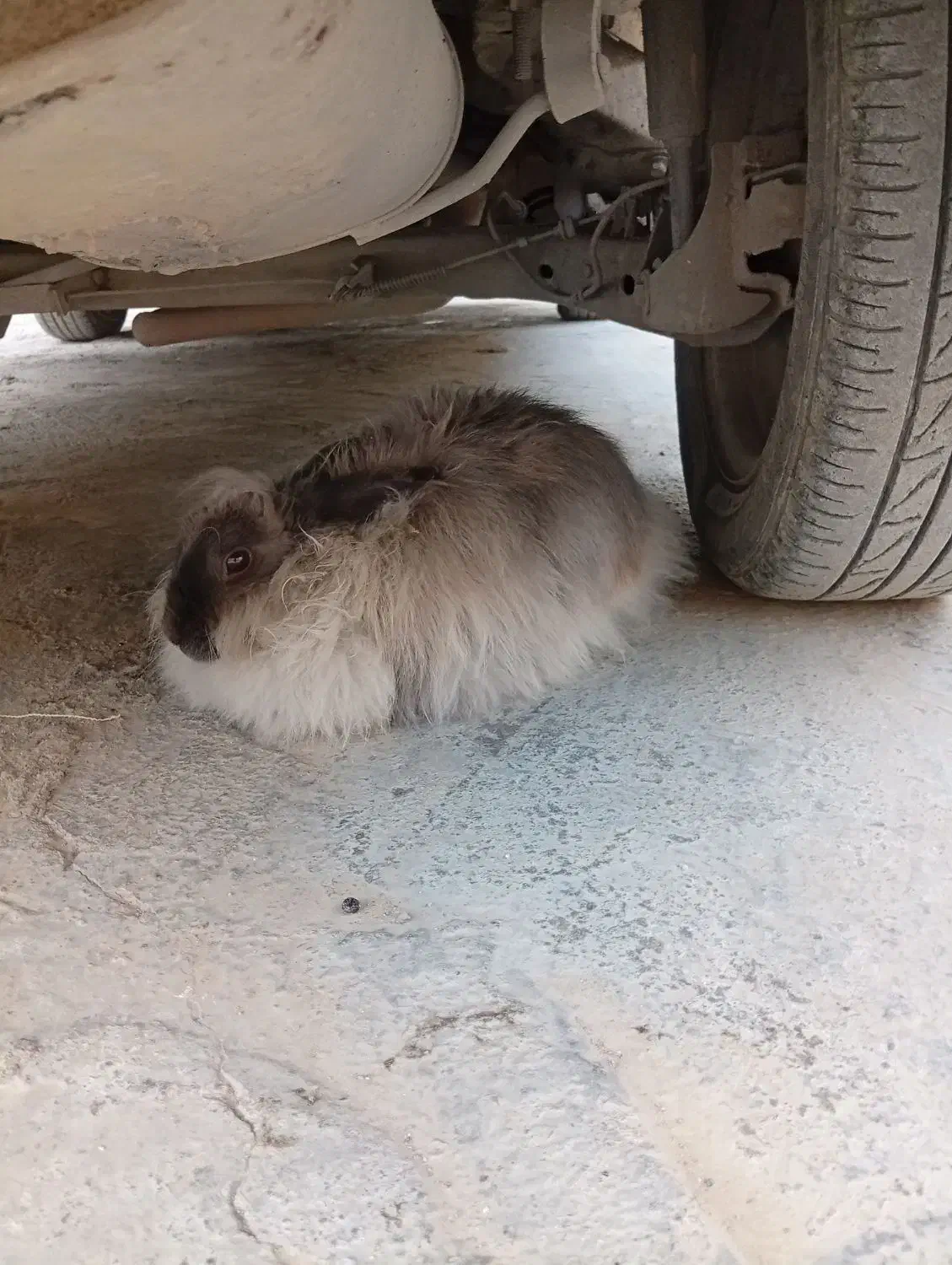 خرگوش لوپ|موش و خرگوش|خرم‌آباد, |دیوار