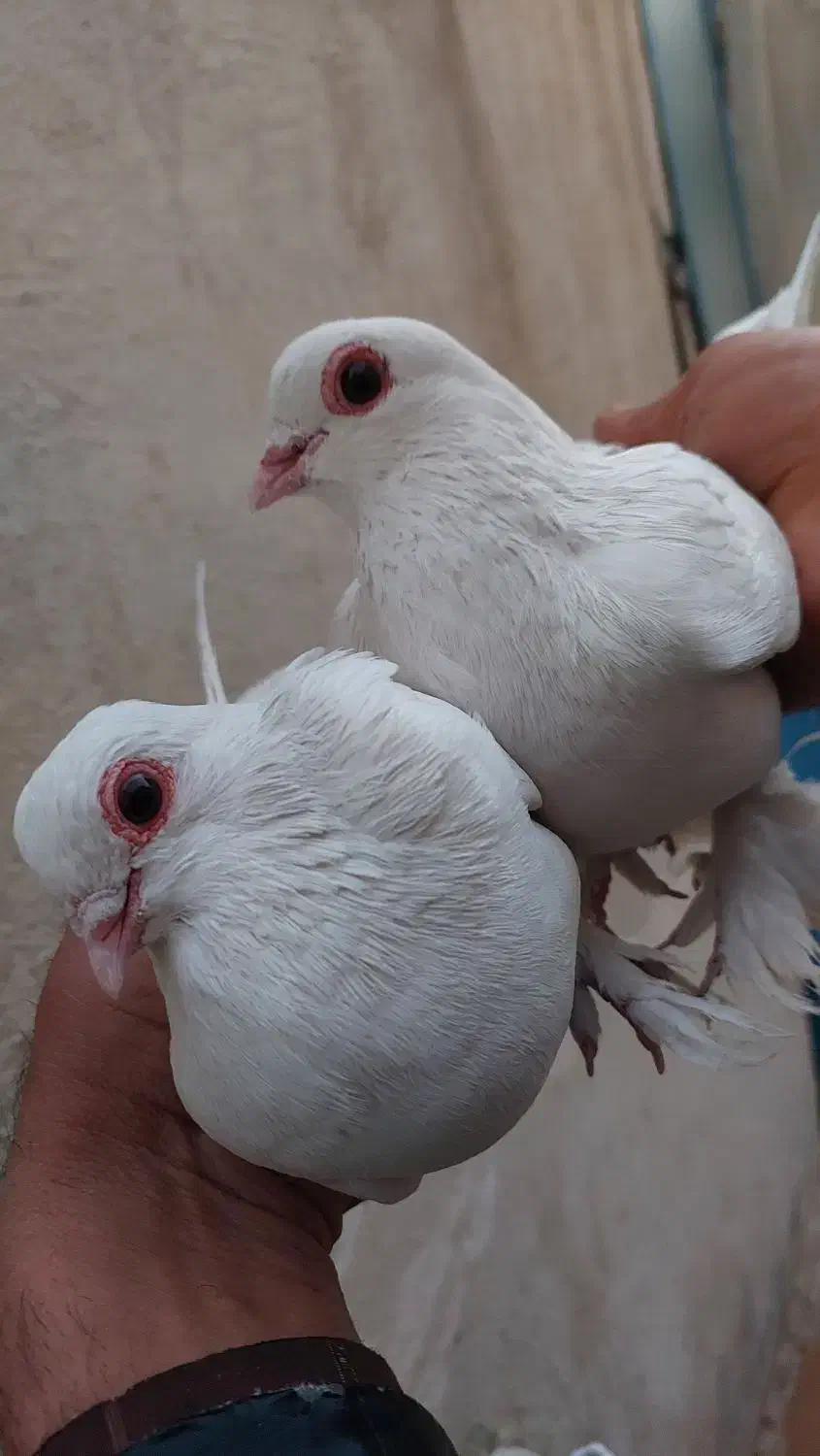 کبوتر  لوتی یک جفت چشم قرمز و شامی زرد|پرنده|خسروشاه, |دیوار