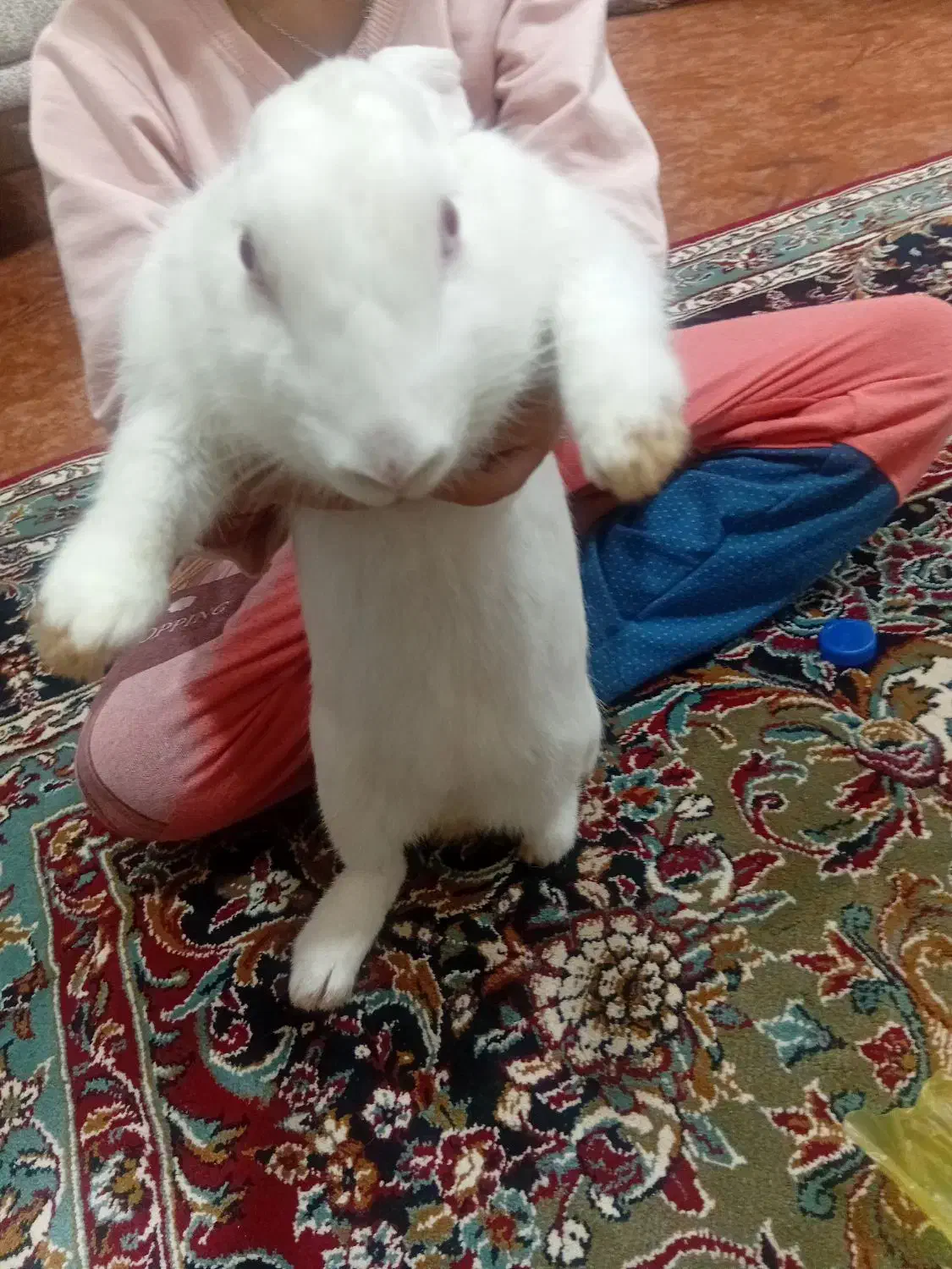 خرگوش بالغ ماده|موش و خرگوش|گنبد کاووس, |دیوار