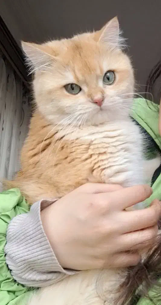 گربه بریتیش|گربه|سهند, |دیوار