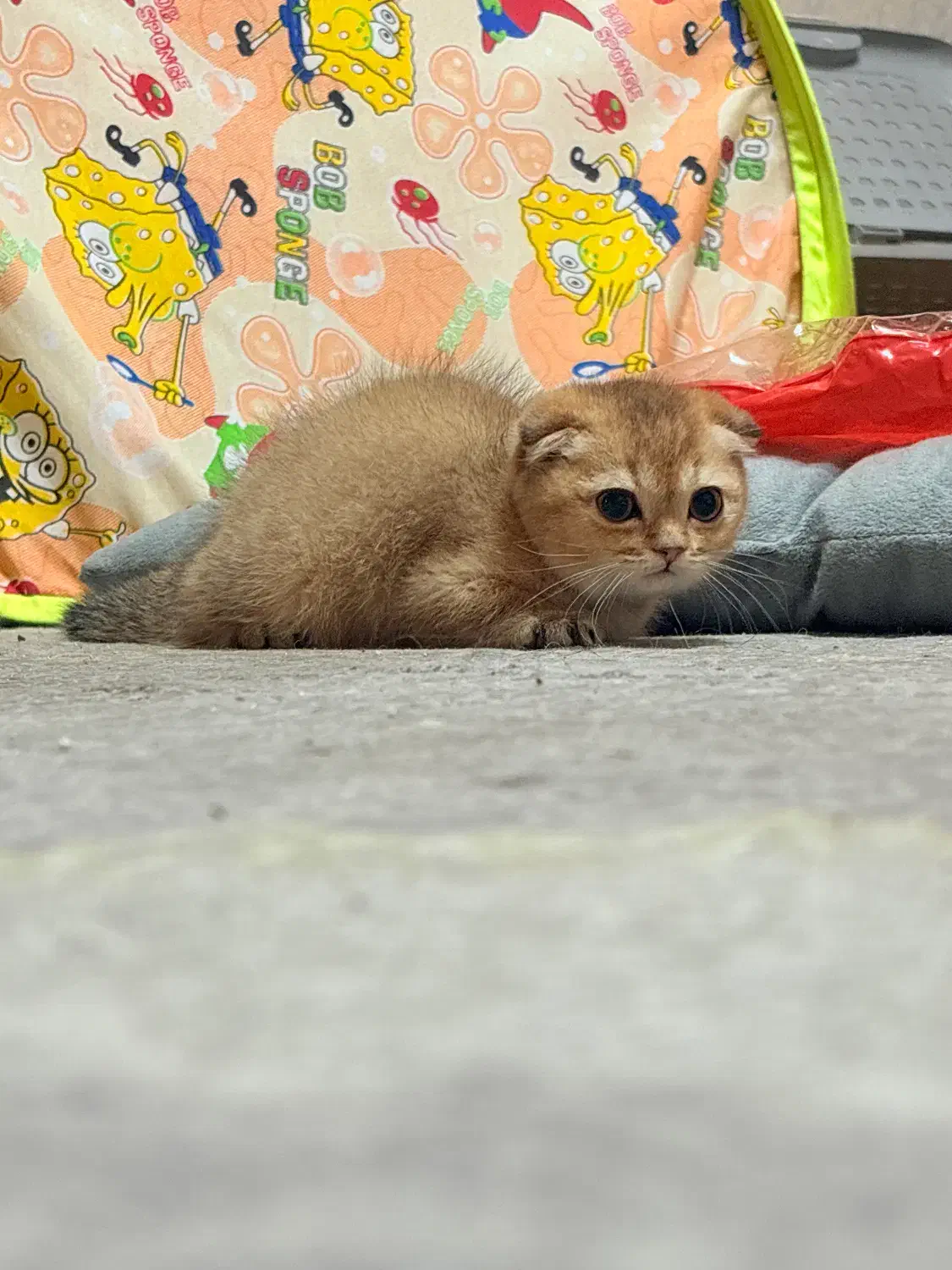 اسکاتیش فولد ماده دوماهه|گربه|تهران, جنت‌آباد مرکزی|دیوار