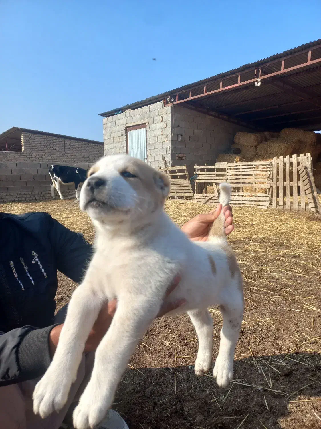 توله آلبای اصل|سگ|انبارآلوم, |دیوار