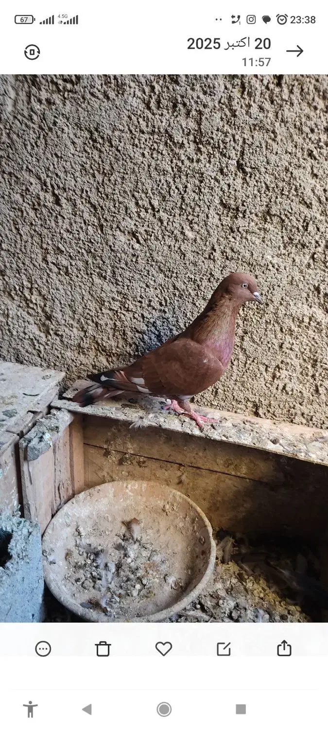 کبوتر پرتقالی|پرنده|بوشهر, |دیوار