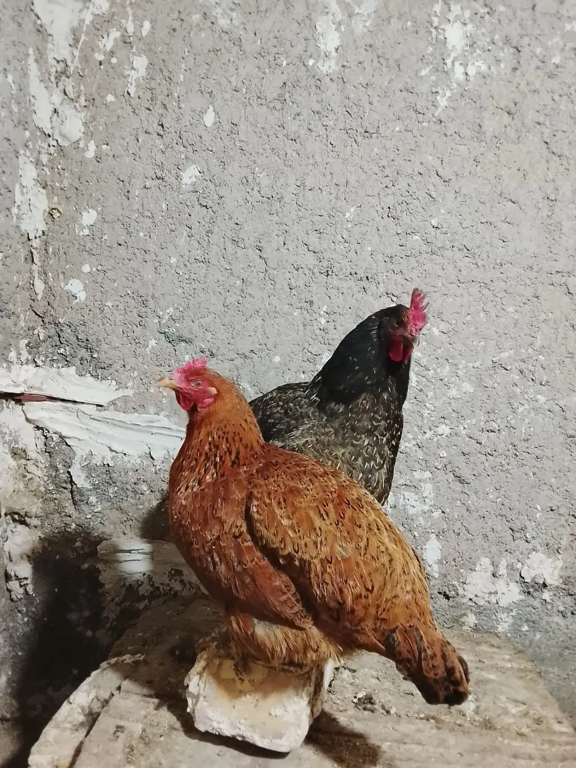 مرغ|حیوانات مزرعه|تایباد, |دیوار