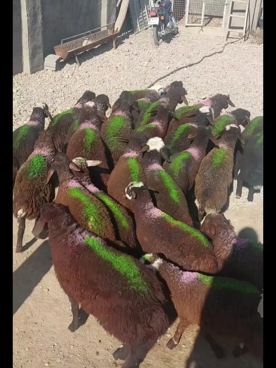 بره نر یکدست جنس دار|حیوانات مزرعه|مشهد, رباط طرق|دیوار