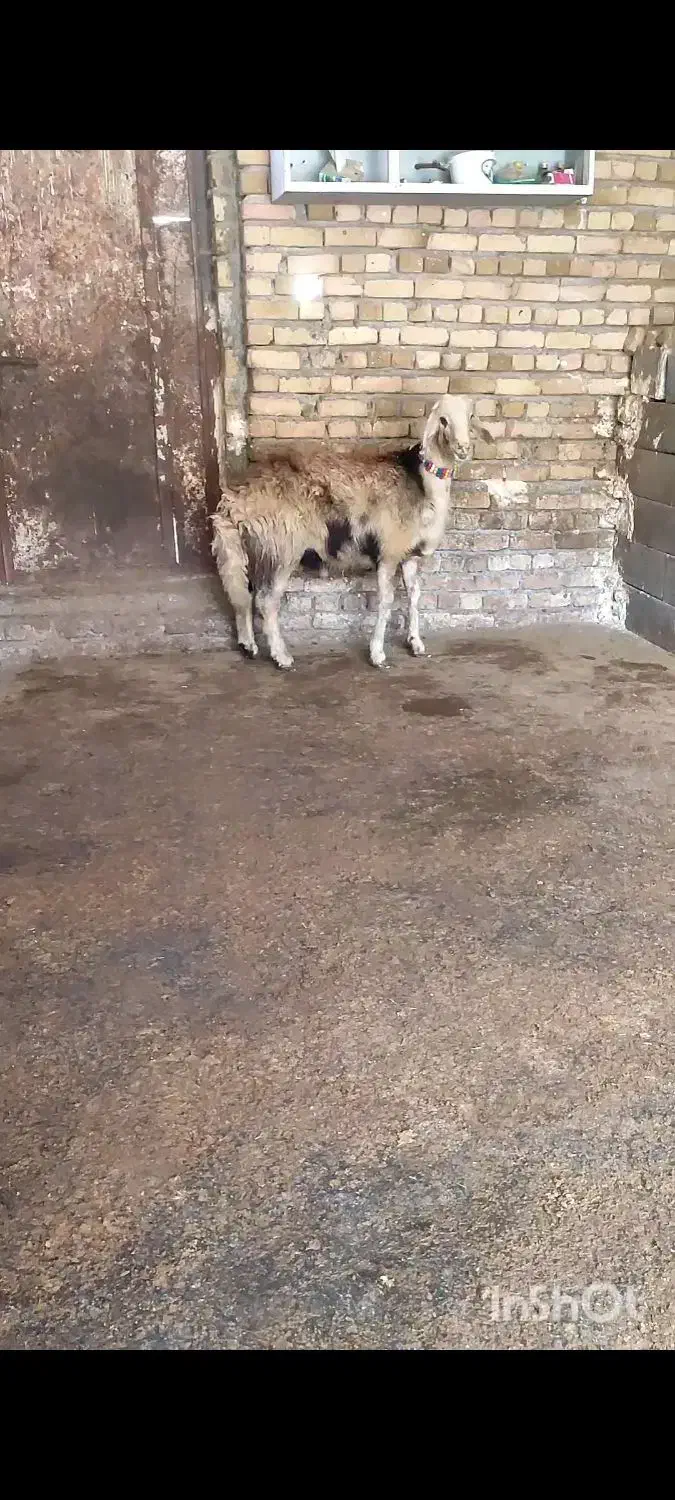 فروشی|حیوانات مزرعه|بروجرد, |دیوار