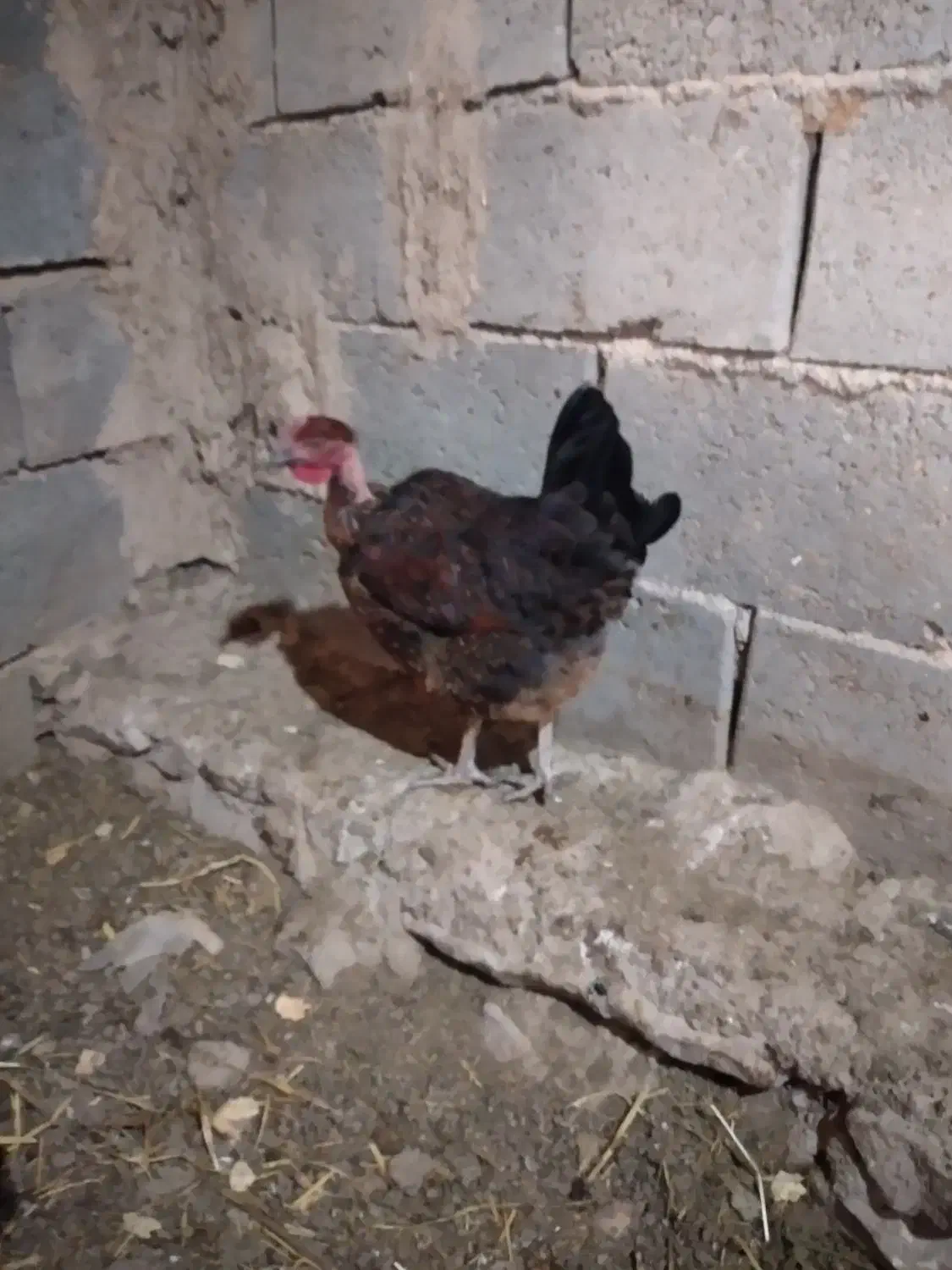 مرغ بومی گردن لخت|حیوانات مزرعه|رودشت (اصفهان), |دیوار