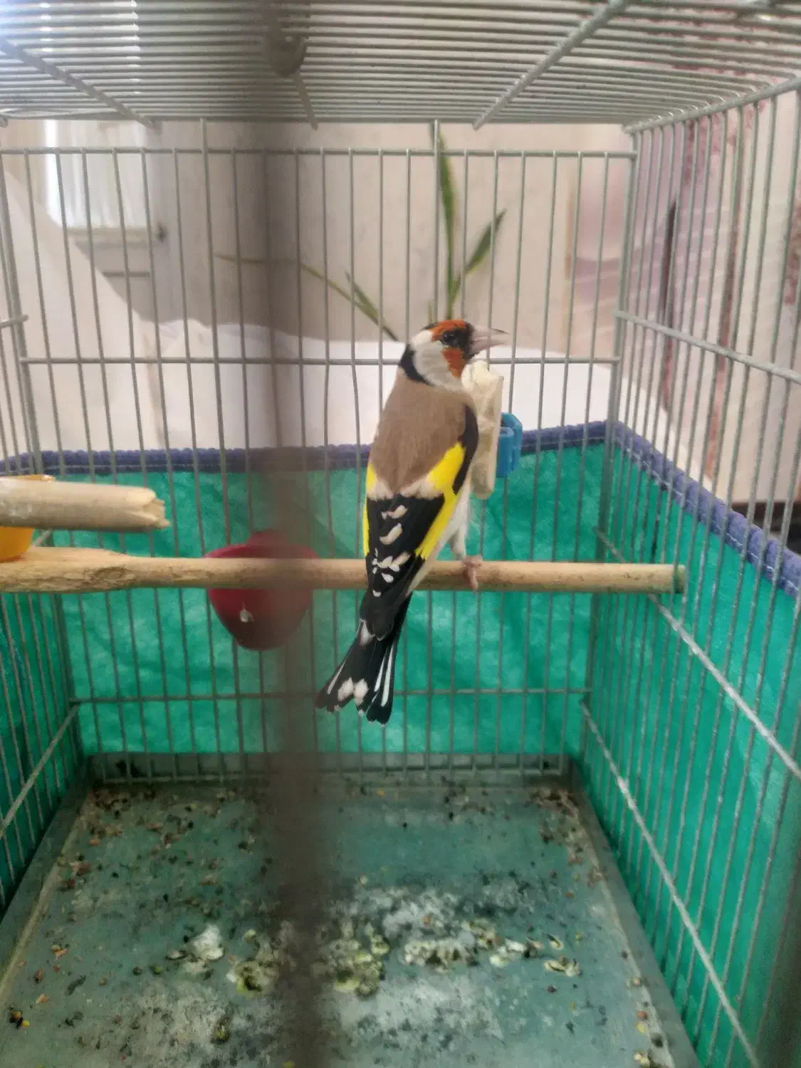 سهره قفسی آنتیک|پرنده|همدان, |دیوار