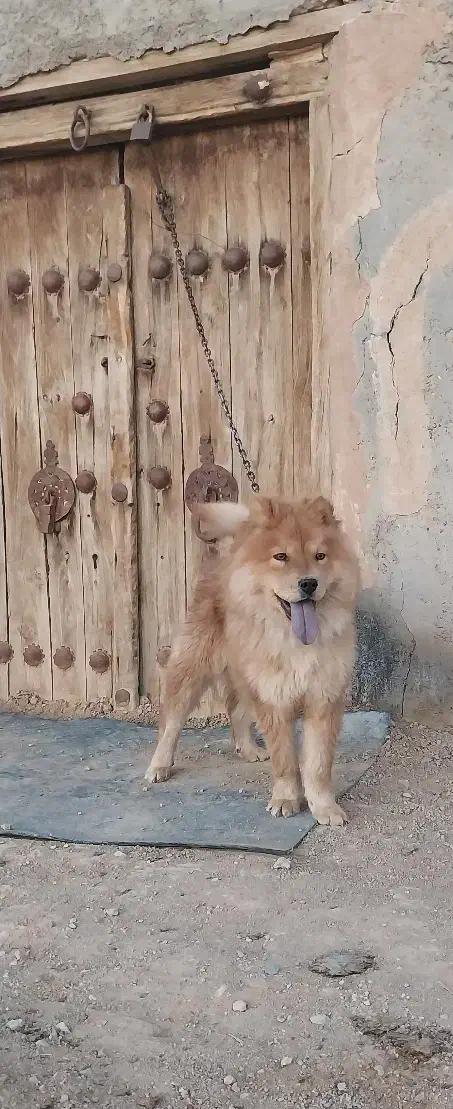 سگ چاو چاو|سگ|اصفهان, مارچین|دیوار