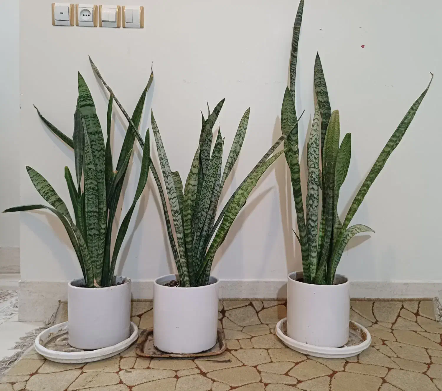 گل سانسوریا، کوزه سفید سرامیکی|گل و گیاه طبیعی|اصفهان, بوستان ناژوان|دیوار