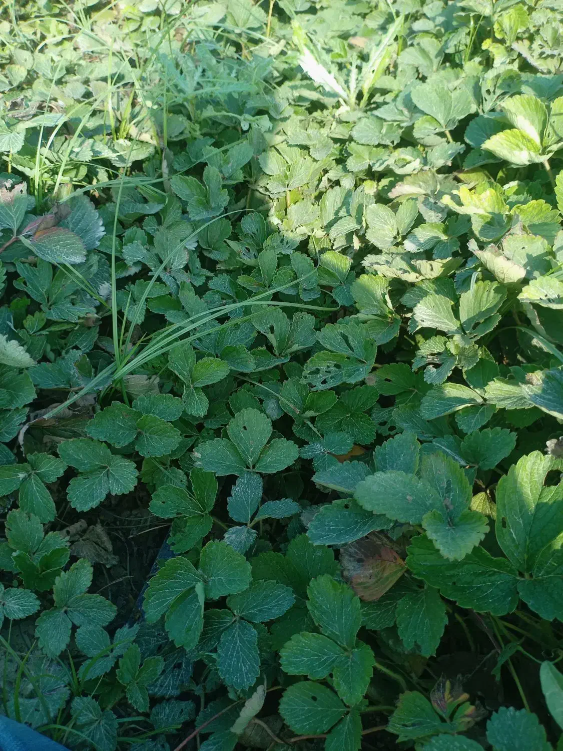 نهال توت فرنگی سابرینا|خدمات باغبانی و درختکاری|آزادشهر, |دیوار