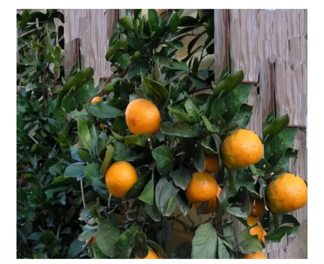 کارگر برای چیدن مرکبات|خدمات باغبانی و درختکاری|ارطه, |دیوار